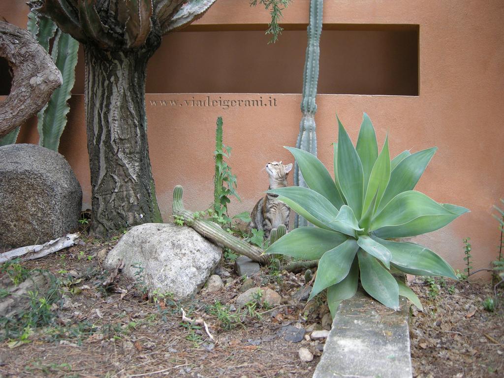 Via Dei Gerani B&B Sinnai ภายนอก รูปภาพ
