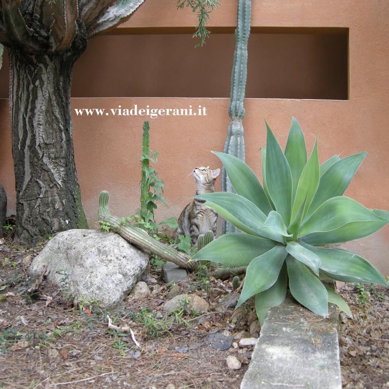 Via Dei Gerani B&B Sinnai ภายนอก รูปภาพ